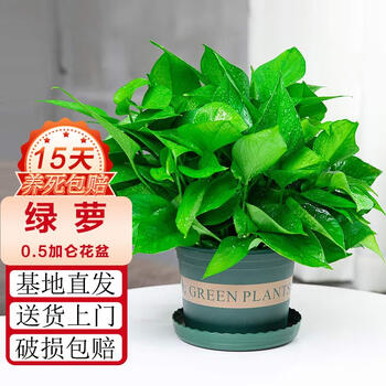 概率券、plus会员:行湘 绿萝1盆+0.5加仑盆其它类商品-全利兔-实时优惠快报