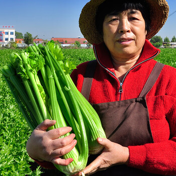 美邻惠享家 京地达 山东新鲜西芹5斤装 去叶大棵芹菜榨汁专用食品类商品-全利兔-实时优惠快报