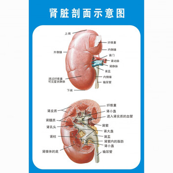 肾脏剖面示意图 90*135厘米=60寸  pp胶(薄/撕开即贴)