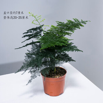 概率券:幼薇文竹盆栽植物 文竹+塑料原盆 带盆栽好其它类商品-全利兔-实时优惠快报
