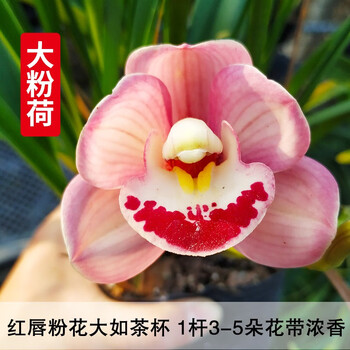 劉閣蘭花 兰花苗 新品经典色花荷瓣 江山 冬带花苞出售阳台好养花卉盆栽 大粉荷3苗连体，带花肥全利兔-实时优惠快报