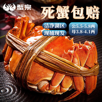 蟹宗 大闸蟹鲜活螃蟹现货 公5.5-5.8 母3.8-4.1两 4对8只 活鲜中秋礼品礼盒湖蟹食品类商品-全利兔-实时优惠快报