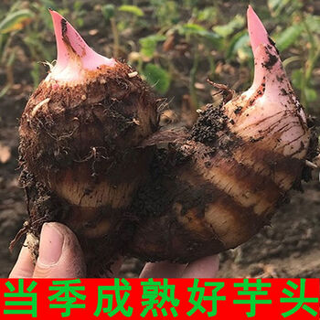 广西新鲜现挖红芽小芋头粉糯香芋山芋魔芋芋仔蔬菜5斤5斤中果净重485