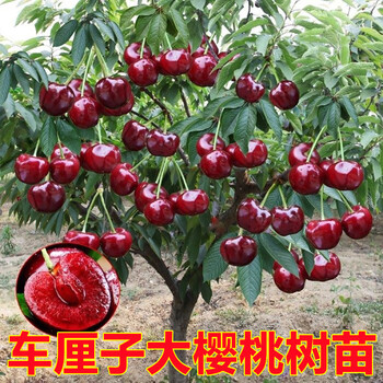 亦运林篆 车厘子树苗3年苗2棵其它类商品-全利兔-实时优惠快报
