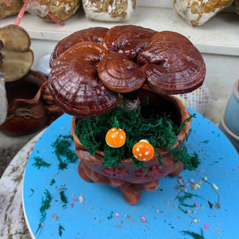 包邮大灵芝活体盆景灵芝盆景盆栽多肉冬季不易怕冷室内办公居住摆放