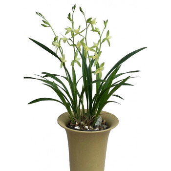 带花苞荷花素大荷素素雅花大浓香建兰四季兰花苗花多花期长8苗连体23
