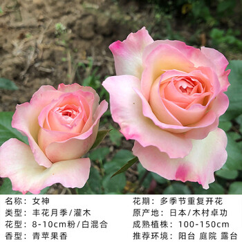 伊芙乙女心伊芙系列欧月季切花玫瑰花苗包子型大花浓香多季开花女神中