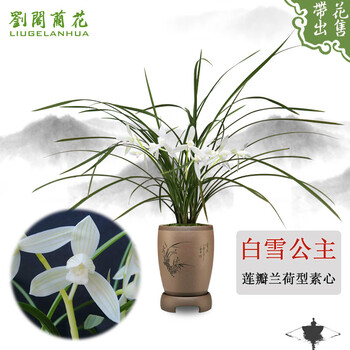 劉閣蘭花 兰花苗莲瓣兰荷型素心白雪公主冬带花苞出售兰草室内绿植花卉盆栽 3苗连体裸根全利兔-实时优惠快报