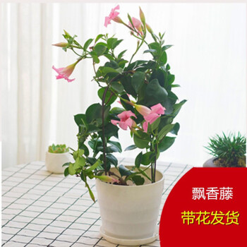 飘香藤绿植盆栽花卉四季开花植物室内阳台爬藤植物庭院双喜藤花苗带