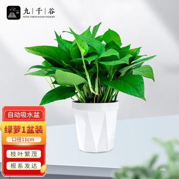京东PLUS、有券的上：九千谷 绿萝盆栽其它类商品-全利兔-实时优惠快报