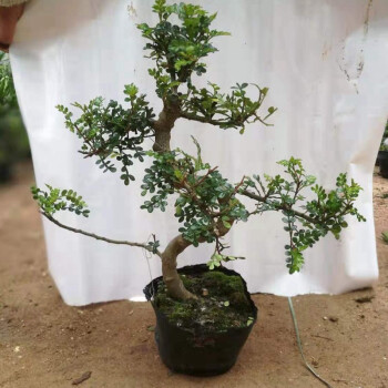 御春阁 驱蚊虫 室内花卉盆栽室内 清香木花苗 绿植盆栽 淡香 不含盆 s