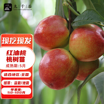 京东PLUS：九千谷 桃树树苗油桃红 南北方阳台种植盆栽地栽嫁接果树苗农家果园9594其它类商品-全利兔-实时优惠快报