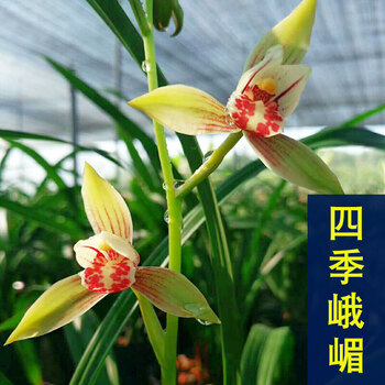 天福缘 浓香型兰花苗大花蕙兰墨兰花卉盆栽绿植室内植物四季兰建兰
