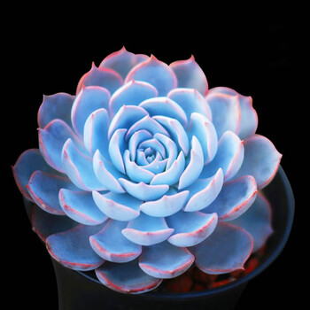 轩林美 多肉植物 贵货肉肉盆栽绿植花卉 蓝石莲(3-5cm)全利兔-实时优惠快报