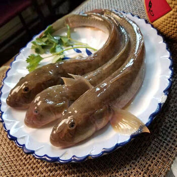 海鲜鲜活野生沙光鱼冷冻新鲜小龙鱼海鲶鱼深海水产海鱼类买二斤多发1