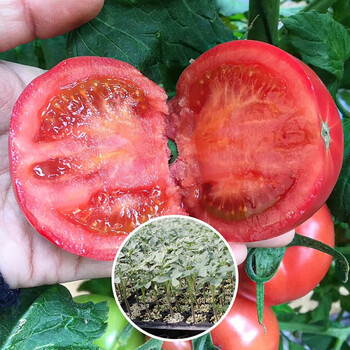 寿禾普罗旺斯西红柿种子水果番茄口感型大果粉果有机蔬菜菜籽种籽