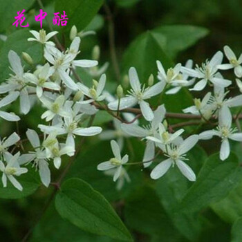 铁脚威仙灵仙仙铁角100粒种子花中威灵花草林木类