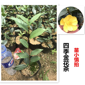 防城凹脉金花茶名贵黄色茶花树苗盆栽庭院室内嫁接原生带花苞茶花树四