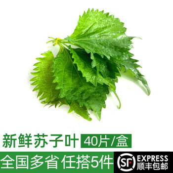 绿食者 新鲜苏子叶1盒40片 绿紫苏叶 烤肉烧烤鱼虾蟹去腥伴侣食材