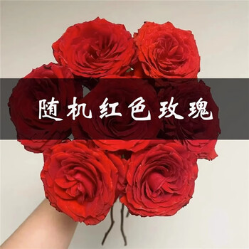 青荷鲜花 红色玫瑰10支+尤加利5支全利兔-实时优惠快报