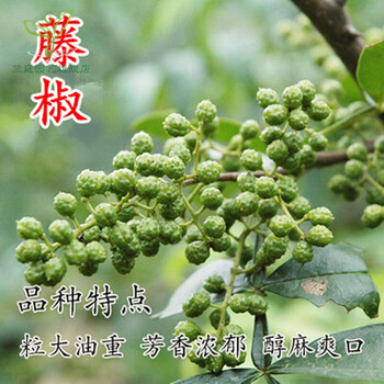 花椒树苗大红袍花椒苗四川食用麻椒苗盆栽地栽阳台庭院高产种当年结果
