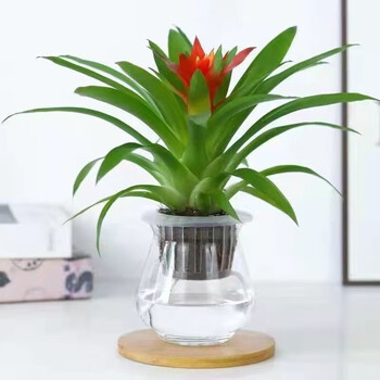 花芊茗 鸿运当头盆栽1盆其它类商品-全利兔-实时优惠快报