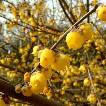 意轩腊梅花 腊梅树苗 树桩盆景 盆栽 素心梅 冬季开花 耐寒 庭院植物 原生素心腊梅2年苗