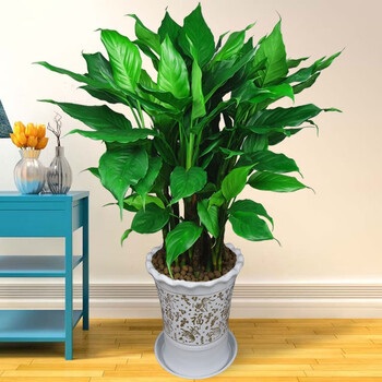 诺耕绿巨人盆栽万年青绿植盆栽四季常青植物室内大型家庭花卉客厅40cm