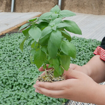 寿光荆芥菜苗寿禾菜籽青菜南大大叶蔬菜菌类