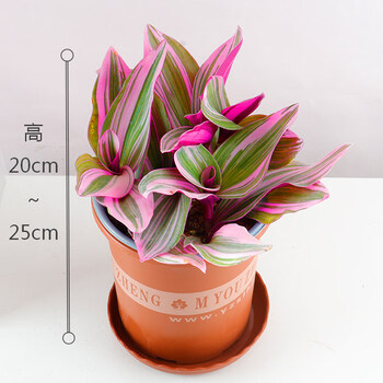阳台绿植盆栽水培植物 精选油画吊兰一盆(6-10颗 酒红色加仑盆 肥料