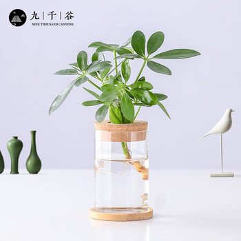 九千谷 鸭脚木水培植物 八方来财鸭脚木鹅掌柴招财树 含玻璃瓶竹托8161其它类商品-全利兔-实时优惠快报