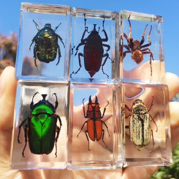 真实昆虫标本透明树脂创意小摆件幼儿园教学观察玩具蝎子蜘蛛甲虫儿童科普礼物虫趣文玩摆件 1只装（盲盒发）