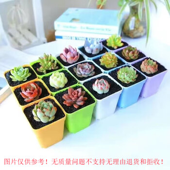 心卉如一 多肉植物盆栽组合花卉室内带盆红宝石玉露豪华多肉盆栽 6颗多头不重复+2包土 精选其它类商品-全利兔-实时优惠快报