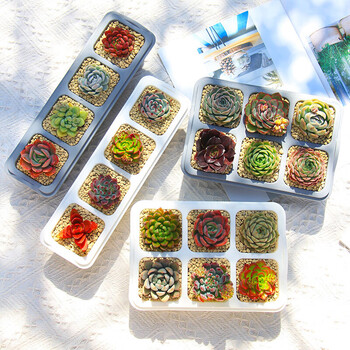 AOmeiyou 奥美优 多肉花盆 北欧白4格盆其它类商品-全利兔-实时优惠快报