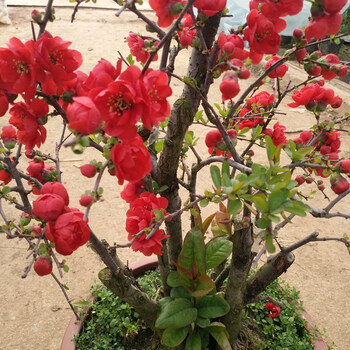 海棠花盆栽海棠树苗盆景老桩花卉植物室内阳台好养的花苗1八年长寿冠