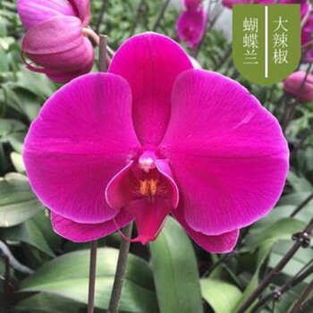 蝴蝶兰盆栽带花剑大花苗花卉植物室内花好养的花四季开花不断大辣椒