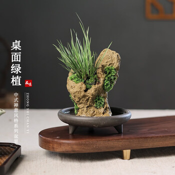 KaiShiguo Plants 开时果 菖蒲新中式盆栽 菖蒲+接水托盘（小）其它类商品-全利兔-实时优惠快报