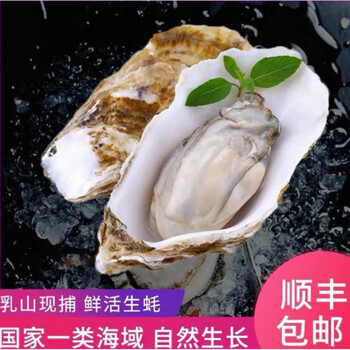 顺丰速运生蚝鲜活带壳海蛎子生蚝肉牡蛎新鲜海鲜水产贝类批发整箱禧客