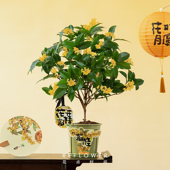 花点时间 室内四季桂花树盆栽 中秋盆贴款 3年四季桂+香挂全利兔-实时优惠快报