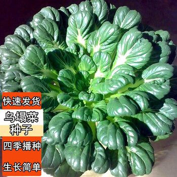 花语笙默 乌塌菜种子1200粒全利兔-实时优惠快报