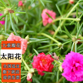 花语笙默 混色重瓣太阳花种子2万粒+肥全利兔-实时优惠快报