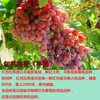 新品种马奶提子无核奶油葡萄白牛奶葡萄苗南方北方种植当年结果红芭拉