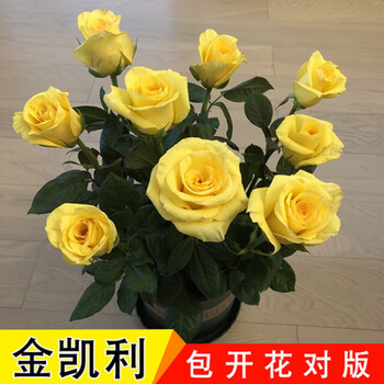 季开花盆栽老根大花老桩月季花苗花卉室内盆栽易活金凯利享肥料不含盆
