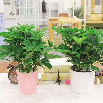 盆栽花卉绿植室内盆景八方来财观叶绿植发财树客厅门面餐厅两盆鸭脚木