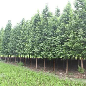 南方北方种植庭院盆景盆栽地栽水杉苗小苗绿化树苗木园林户外行道树