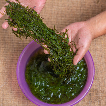 盐渍马尾新鲜海草龙须菜半干海藻鞭炮藻类