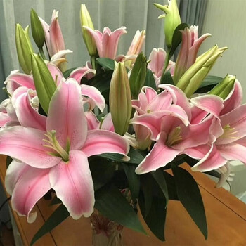 云醉花百合索尔邦10枝扎粉色百合可选头数3头b级