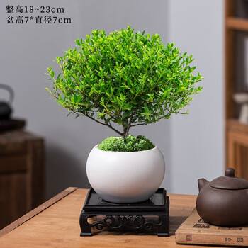KaiShiguo Plants 开时果 小叶赤楠盆景摆件 室内绿植花卉盆栽老桩客厅办公室桌面好养植物 赤楠（白玉圆陶盆+苔藓+底座）其它类商品-全利兔-实时优惠快报