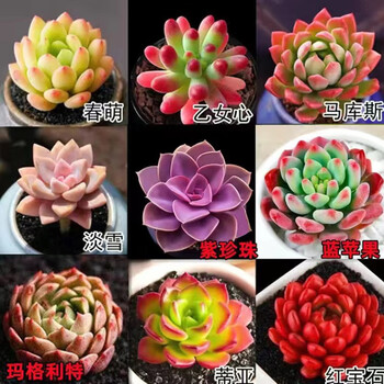 概率券：心卉如一 3棵多肉+1包土(随机)其它类商品-全利兔-实时优惠快报