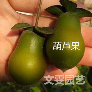 芊阙金弹子盆景母桩扦插两年树苗带盆两年结果苗红果金弹子盆栽葫芦果